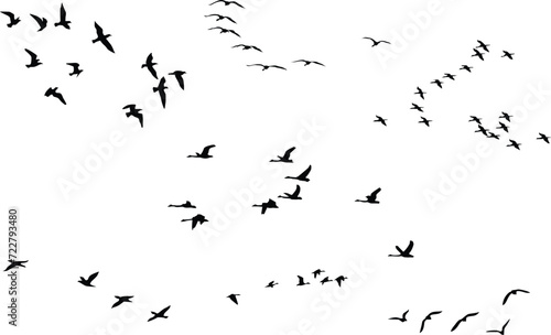 birds silhouette vector between meals