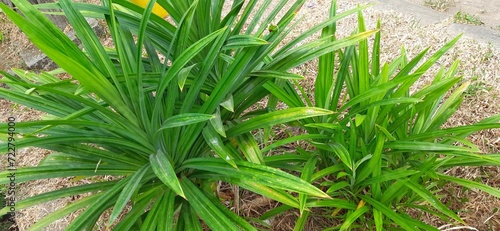 Green pandan leaves or daun pandan or pandan tree background. Growth in front of the house
