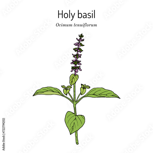Holy Basil, or tulasi (Ocimum tenuiflorum), edible and medicinal plant