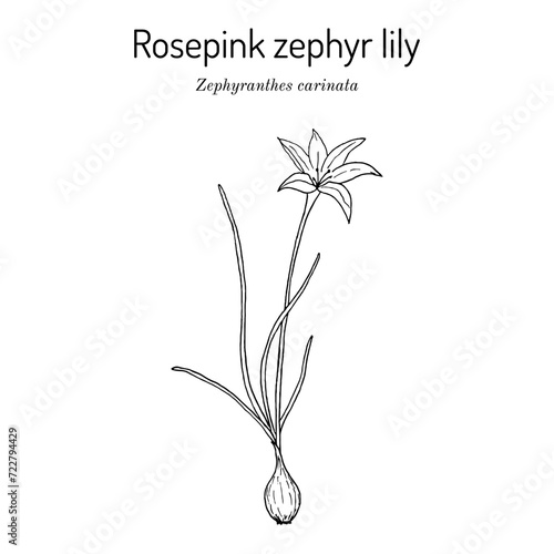 Rosepink zephyr lily (Zephyranthes grandiflora), ornamental and medicinal plant