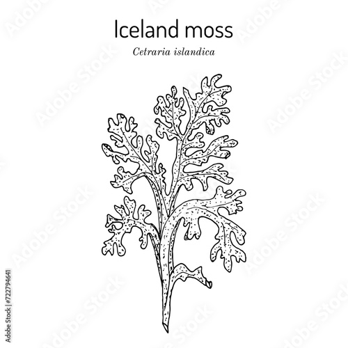 Iceland moss (Cetraria islandica), edible and medicinal plant