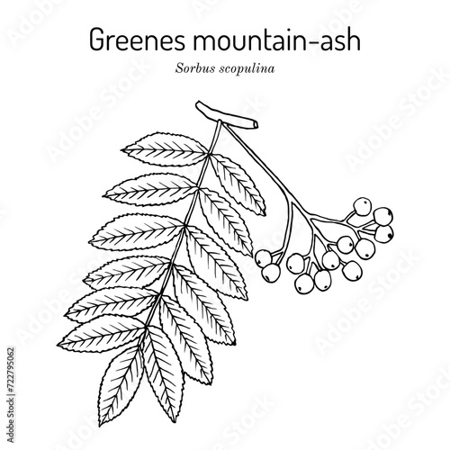 Greenes mountain-ash (Sorbus scopulina), medicinal plant