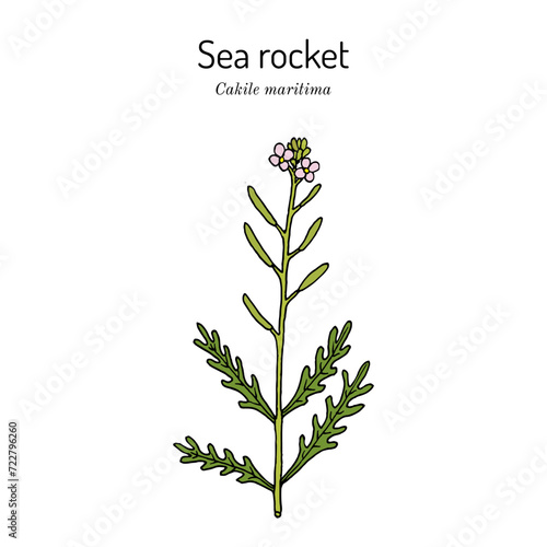 Sea rocket (Cakile maritima), edible and medicinal plant