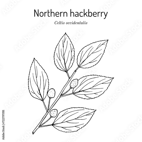 Northern hackberry (Celtis occidentalis), medicinal plant