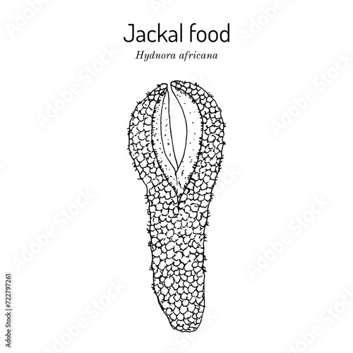Jakkalskos or jackal food (Hydnora africana), medicinal plant