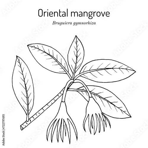 Oriental mangrove (Bruguiera gymnorhiza), medicinal plant. photo