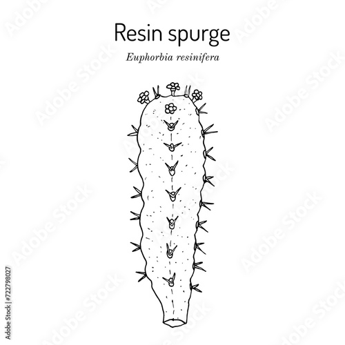 Resin spurge (Euphorbia resinifera), medicinal plant photo