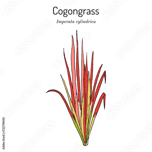 Cogongrass or kunai grass (Imperata cylindrica), edible and medicinal plant