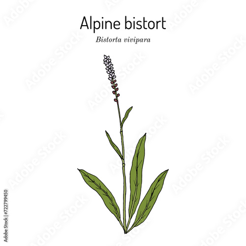 Alpine bistort (Bistorta vivipara), medicinal plant