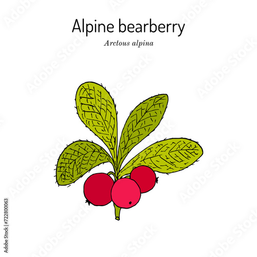 Alpine bearberry (Arctous alpina), edible and medicinal plant. Hand drawn botanical vector illustration photo