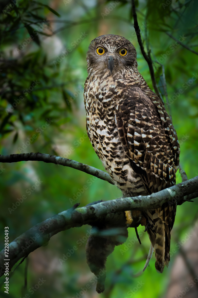Australian Powerful Owl perched on a tree