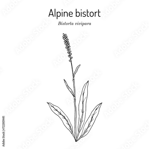 Alpine bistort (Bistorta vivipara), medicinal plant