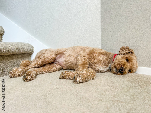 Mocha Australian Labradoodle photo