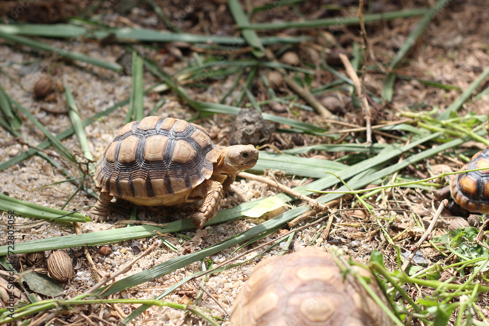African Sulcata Tortoise Natural Habitat,Close up African spurred tortoise resting in the garden, Slow life ,Africa spurred tortoise sunbathe on ground with his protective shell ,Beautiful Tortoise African Sulcata Tortoise Natural Habitat,Close up African spurred tortoise resting in the garden, Slow life ,Africa spurred tortoise sunbathe on ground with his protective shell ,Beautiful Tortoise