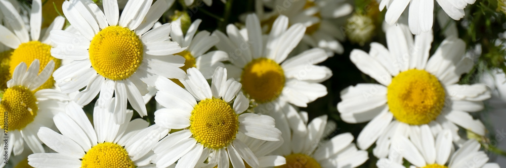 Chamomile flowers field in sun ligh. Web-banner Chamomile flowers field in sun ligh. Web-banner