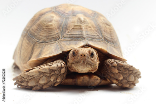 Cute small baby African Sulcata Tortoise in front of white background, African spurred tortoise isolated white background studio lighting,Cute animal photo