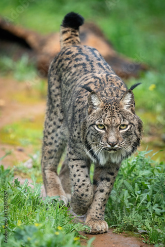 Iberian Lynx Walking Through a Lush Green Meadow © F.C.G.
