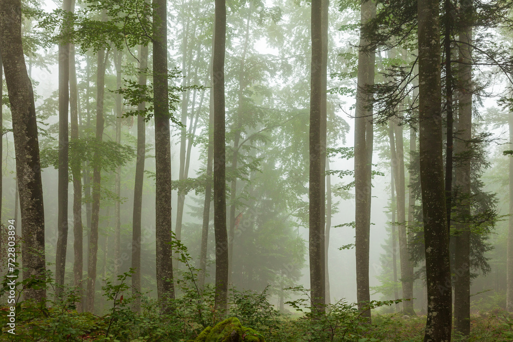 Naklejka premium Dreamy foggy green broadleaf forest landscape.