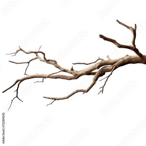 Dry tree branch isolated on transparency background PNG