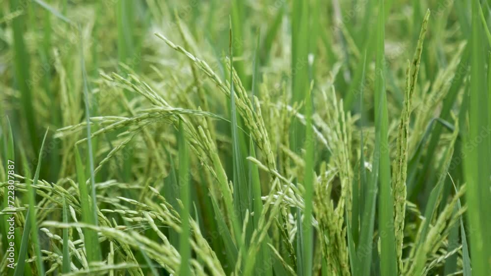 Rice Field Green agriculture ecosystem Asian rice paddy field Vietnam green farm. Harvest agriculture planting cultivation golden green rice terraces in organic farm with tropical natural sunrise. Rice Field Green agriculture ecosystem Asian rice paddy field Vietnam green farm. Harvest agriculture planting cultivation golden green rice terraces in organic farm with tropical natural sunrise.