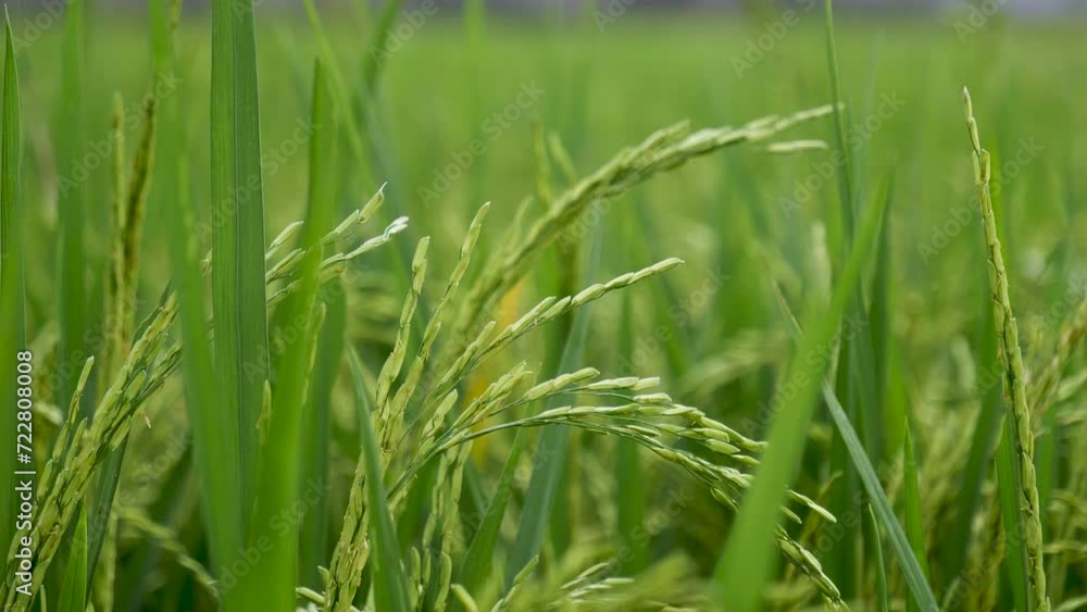 Rice Field Green agriculture ecosystem Asian rice paddy field Vietnam green farm. Harvest agriculture planting cultivation golden green rice terraces in organic farm with tropical natural sunrise. Rice Field Green agriculture ecosystem Asian rice paddy field Vietnam green farm. Harvest agriculture planting cultivation golden green rice terraces in organic farm with tropical natural sunrise.