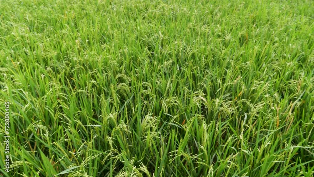 Rice Field Green agriculture ecosystem Asian rice paddy field Vietnam green farm. Harvest agriculture planting cultivation golden green rice terraces in organic farm with tropical natural sunrise. Rice Field Green agriculture ecosystem Asian rice paddy field Vietnam green farm. Harvest agriculture planting cultivation golden green rice terraces in organic farm with tropical natural sunrise.