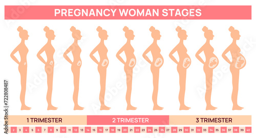 Fetal development stages in womb. Pregnancy woman silhouette. Gradual abdomen growth. Female body changing. Baby in mothers belly. Side view. Educational poster. Garish vector concept