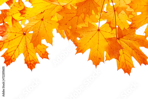 Autumn natural yellow red leaves frame isolated on white background, close up maple leaves beauty in nature, botanical texture pattern from autumnal foliage, fall color gradient, vivid leaf