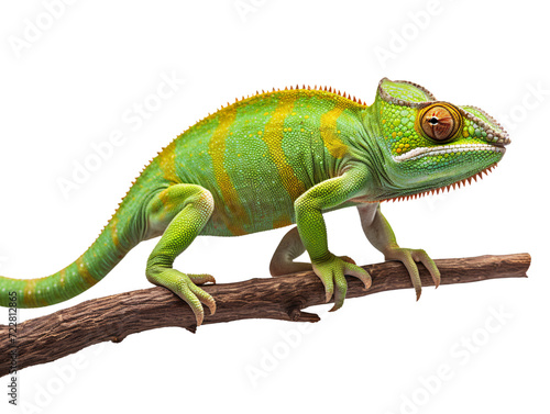 a green lizard on a branch