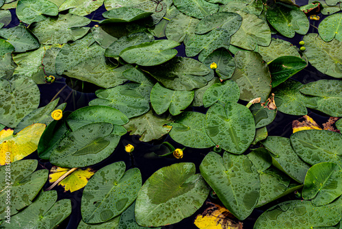 water lily leaves on calm water in the lake excellent green background