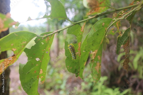 Leaf-eating caterpillars are partially eaten and can become pests for plants
