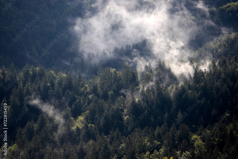 Misty landscape with fir forest Misty landscape with fir forest