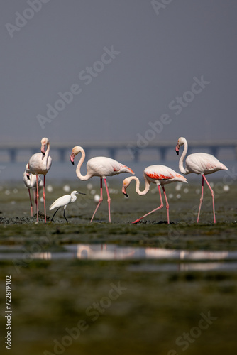 Group of flamingos in shallow waters in a coastal area