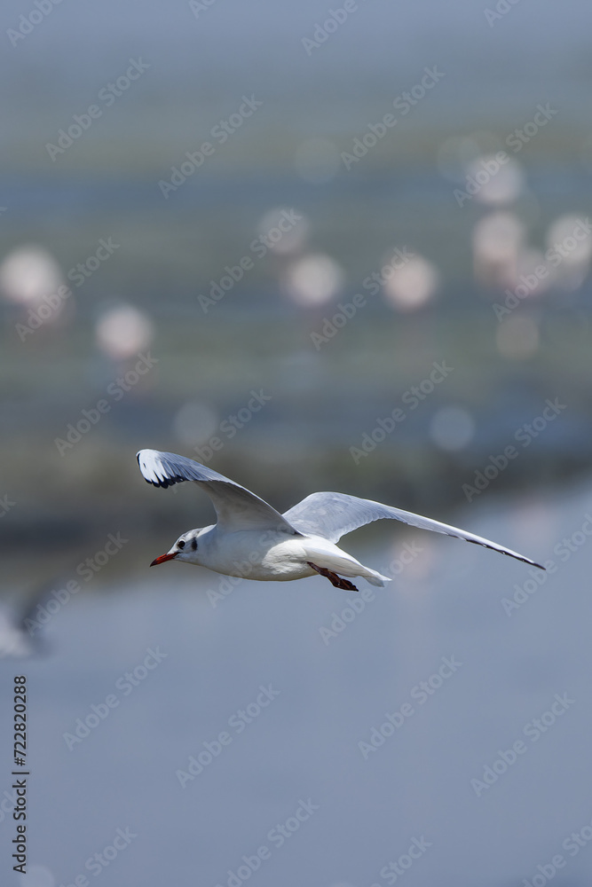 Fototapeta premium Seagull glides gracefully just above the water's surface