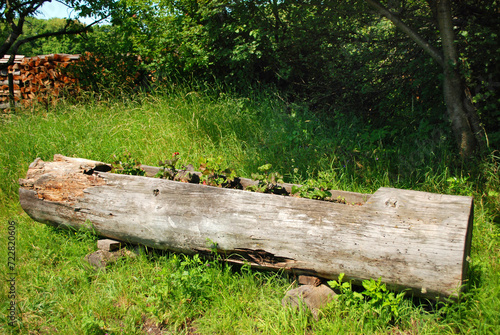 Ein ausgehöhlter Baumstamm dient als Blumentrog. photo