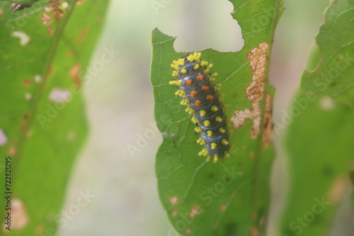 Leaf-eating caterpillars are partially eaten and can become pests for plants © XOnePhoto