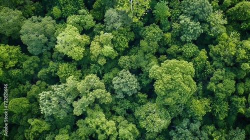 Aerial top view forest tree, Rainforest ecosystem and healthy environment concept and background, Texture of green tree forest view from above