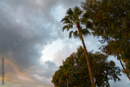 Palms during sunset and cloudy sky