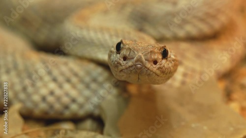 Close up of of a desert pit viper head slowly moving aorund photo