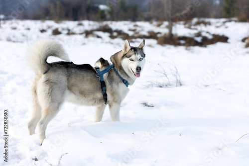 Siberian Husky dog smiling, winter forest