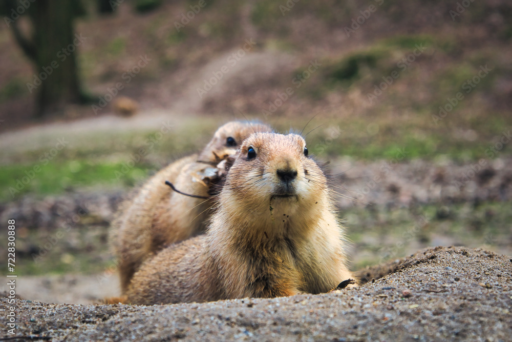 Präriehund - Erdhörnchen - Nagetier - Pelz - Pelzig - Tier - Animal - Cute Prairie Dog - Family - Groundhog - Genus Cynomys - Close Up - Meadow - High quality photo Präriehund - Erdhörnchen - Nagetier - Pelz - Pelzig - Tier - Animal - Cute Prairie Dog - Family - Groundhog - Genus Cynomys - Close Up - Meadow - High quality photo