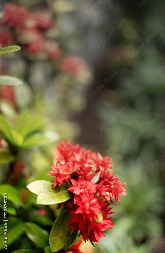 a group of beautiful red flowers, bright red, the flowers are many and small, surrounded by green leaves, everyone who sees them will smile because they are amazed. a group of beautiful red flowers, bright red, the flowers are many and small, surrounded by green leaves, everyone who sees them will smile because they are amazed.