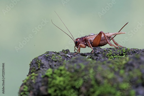A field cricket is foraging on a moss-covered ground. This insect has the scientific name Gryllus campestris.