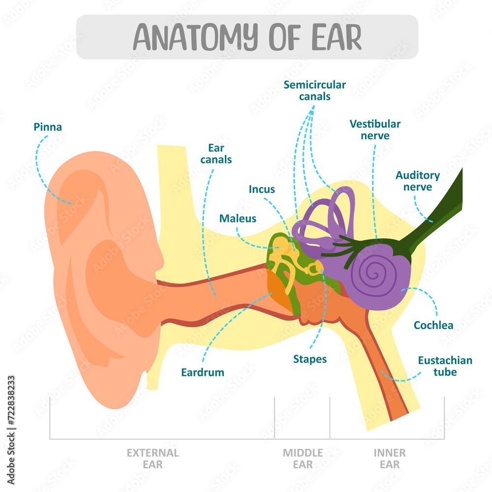 Obraz premium anatomy of ear