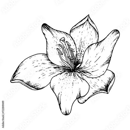 Graphic vector illustration of buds and petals of a lily. Black and white hand drawing.