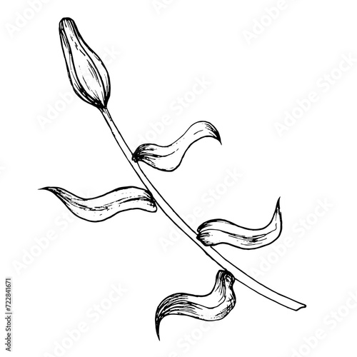 Graphic vector illustration of buds and petals of a lily. Black and white hand drawing.