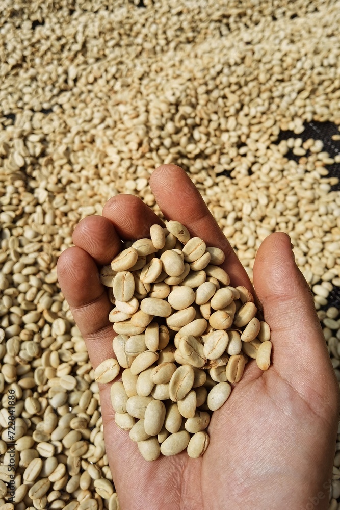 Dried coffee beans in hand