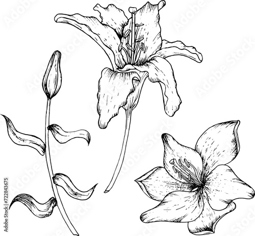 Graphic vector illustration of buds and petals of a lily. Black and white hand drawing.