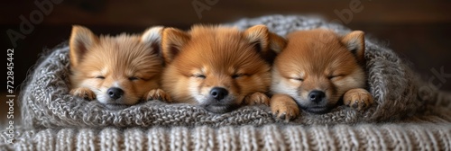 Banner Three Hide Dogs Pomeranian Akita, Desktop Wallpaper Backgrounds, Background HD For Designer