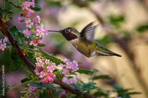 Hummingbird in flight near a blooming tree with pink flowers